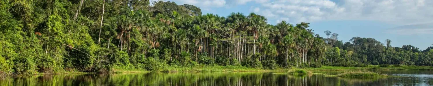Vista de la selva desde una cabaña